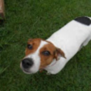 Meet your Posher, Donald